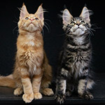 Котята мейн-кун StarPaws, помет F1, 27.06.2023