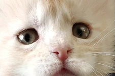 Котенок мейн-кун Gabriella StarPaws, окрас ds, помет G, 01.03.2020