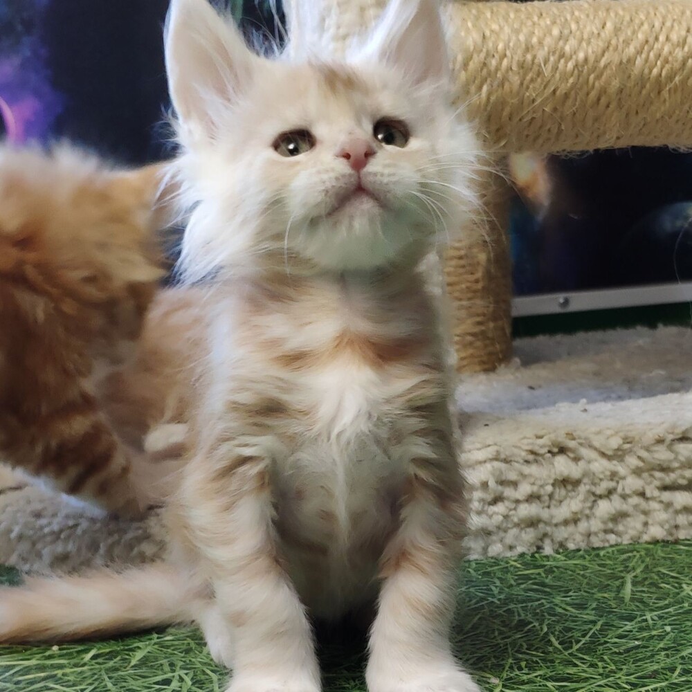 Котенок мейн-кун Gabriella StarPaws, окрас ds, помет G, 01.03.2020