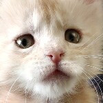 Котенок мейн-кун Gabriella StarPaws, окрас ds, помет G, 01.03.2020
