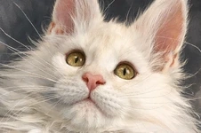 Котенок мейн-кун Garey StarPaws, окрас ds, помет G, 01.03.2020