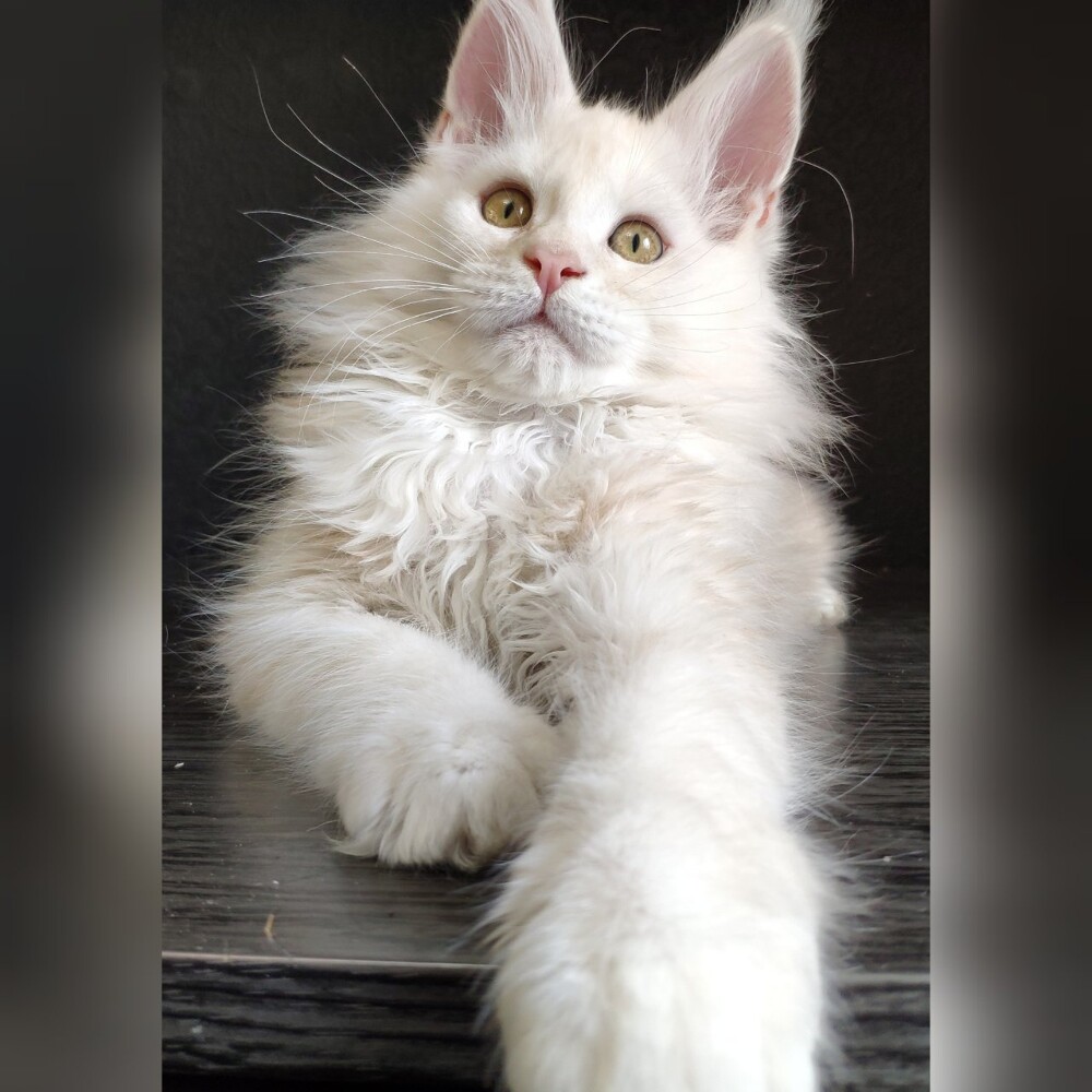 Котенок мейн-кун Garey StarPaws, окрас ds, помет G, 01.03.2020