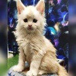 Котенок мейн-кун Garey StarPaws, окрас ds, помет G, 01.03.2020
