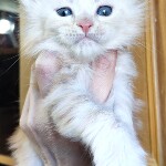 Котенок мейн-кун Garey StarPaws, окрас ds, помет G, 01.03.2020