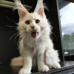 Котенок мейн-кун Garey StarPaws, окрас ds, помет G, 01.03.2020