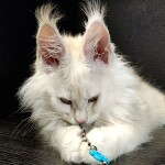 Котенок мейн-кун Garey StarPaws, окрас ds, помет G, 01.03.2020
