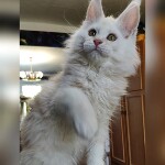 Котенок мейн-кун Garey StarPaws, окрас ds, помет G, 01.03.2020