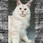Котенок мейн-кун Garey StarPaws, окрас ds, помет G, 01.03.2020