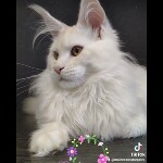 Видео 1 Garey