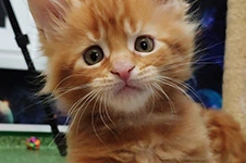 Котенок мейн-кун Geneva StarPaws, окрас d 22, помет G, 01.03.2020