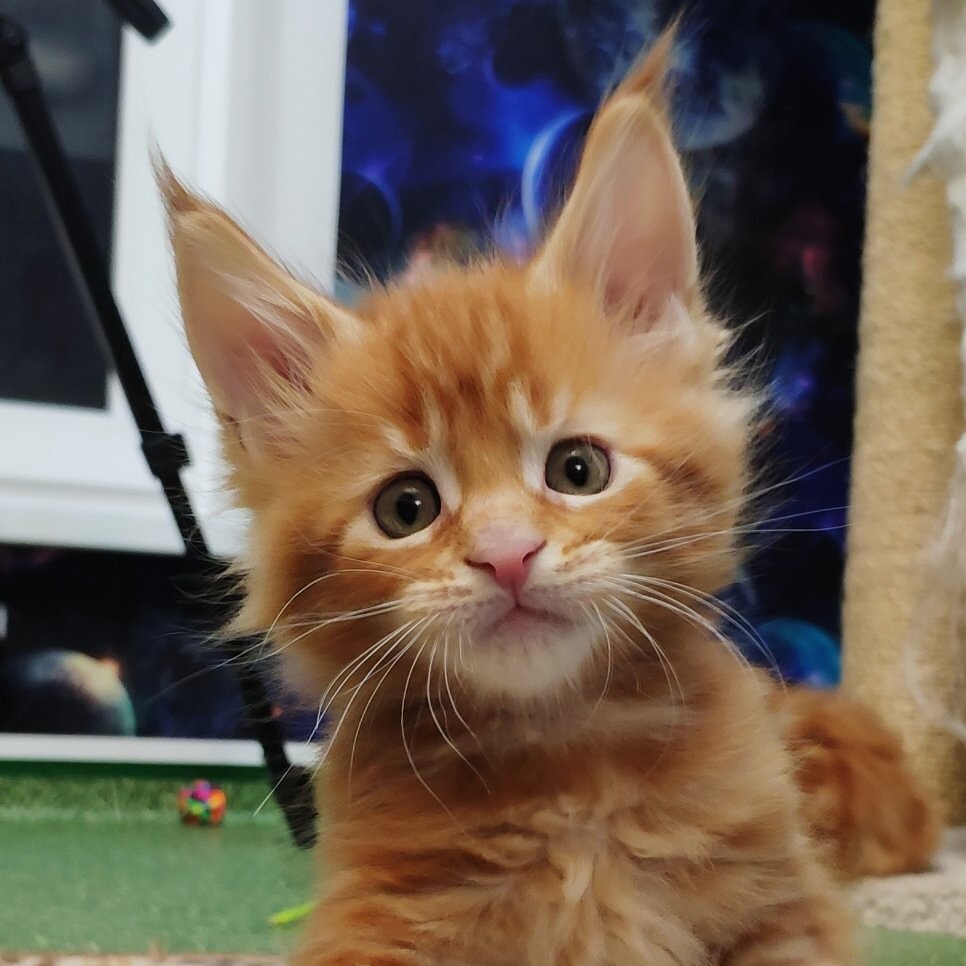 Котенок мейн-кун Geneva StarPaws, окрас d 22, помет G, 01.03.2020