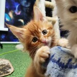 Котенок мейн-кун Geneva StarPaws, окрас d 22, помет G, 01.03.2020