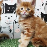 Котенок мейн-кун Geneva StarPaws, окрас d 22, помет G, 01.03.2020