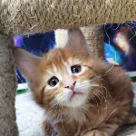 Котенок мейн-кун Geneva StarPaws, окрас d 22, помет G, 01.03.2020