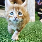 Котенок мейн-кун Geneva StarPaws, окрас d 22, помет G, 01.03.2020