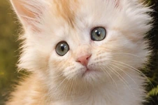 Котенок мейн-кун Ginny StarPaws, окрас ds, помет G, 01.03.2020