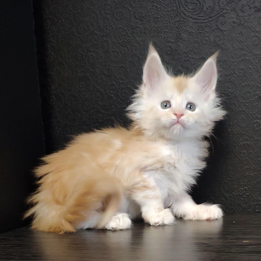 Котенок мейн-кун Ginny StarPaws, окрас ds, помет G, 01.03.2020