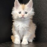 Котенок мейн-кун Ginny StarPaws, окрас ds, помет G, 01.03.2020