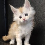 Котенок мейн-кун Ginny StarPaws, окрас ds, помет G, 01.03.2020