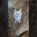 Видео 1 Ginny