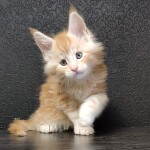 Котенок мейн-кун Goldij StarPaws, окрас ds 22, помет G, 01.03.2020