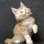 Котенок мейн-кун Goldij StarPaws, окрас ds 22, помет G, 01.03.2020