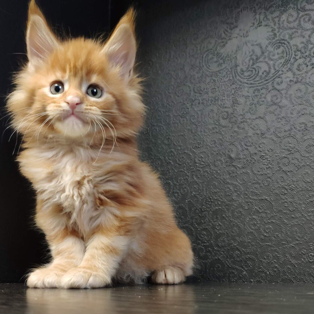 Котенок мейн-кун Goodwin StarPaws, окрас d, помет G, 01.03.2020