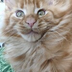 Котенок мейн-кун Goodwin StarPaws, окрас d, помет G, 01.03.2020