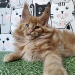 Котенок мейн-кун Goodwin StarPaws, окрас d, помет G, 01.03.2020