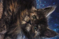 Котенок мейн-кун Greiss StarPaws, окрас fs, помет G, 01.03.2020