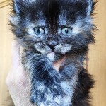 Котенок мейн-кун Greiss StarPaws, окрас fs, помет G, 01.03.2020