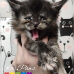 Котенок мейн-кун Greiss StarPaws, окрас fs, помет G, 01.03.2020