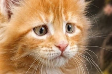 Котенок мейн-кун Gypsy StarPaws, окрас d 22, помет G, 01.03.2020