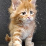 Котенок мейн-кун Gypsy StarPaws, окрас d 22, помет G, 01.03.2020