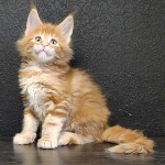 Котенок мейн-кун Gypsy StarPaws, окрас d 22, помет G, 01.03.2020