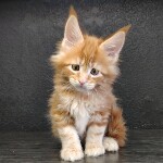Котенок мейн-кун Gypsy StarPaws, окрас d 22, помет G, 01.03.2020