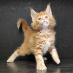 Котенок мейн-кун Gypsy StarPaws, окрас d 22, помет G, 01.03.2020