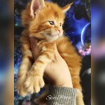 Котята мейн-кун StarPaws, помет G, 01.03.2020
