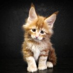 Котята мейн-кун StarPaws, помет G, 01.03.2020