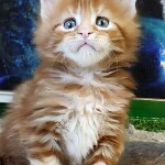 Котята мейн-кун StarPaws, помет G, 01.03.2020