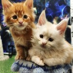 Котята мейн-кун StarPaws, помет G, 01.03.2020