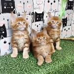 Котята мейн-кун StarPaws, помет G, 01.03.2020