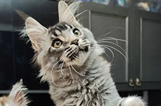 Котенок мейн-кун Grand StarPaws, окрас ns 25, помет G1, 03.10.2023