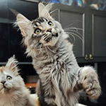 Котенок мейн-кун Grand StarPaws, окрас ns 25, помет G1, 03.10.2023