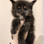 Котенок мейн-кун Harmony StarPaws, окрас fs, помет H, 30.03.2020