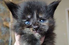 Котенок мейн-кун Harmony StarPaws, окрас fs, помет H, 30.03.2020