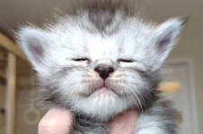Котенок мейн-кун Heather StarPaws, окрас fs, помет H, 30.03.2020