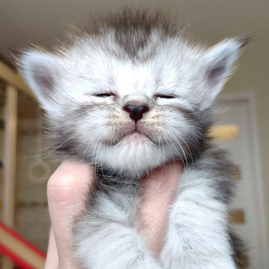Котенок мейн-кун Heather StarPaws, окрас fs, помет H, 30.03.2020