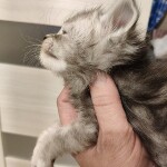 Котенок мейн-кун Heather StarPaws, окрас fs, помет H, 30.03.2020