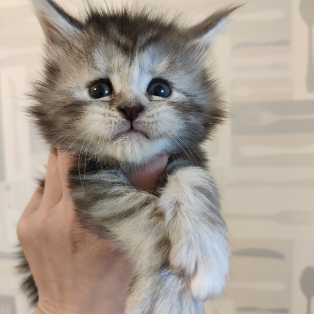Котенок мейн-кун Helen StarPaws, окрас fs, помет H, 30.03.2020